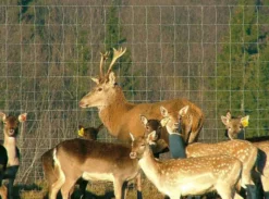 Eläinverkko Zn hitsattu 2,0x50 m muuttuva silmäkoko