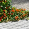 Perinnekivi 172x115x60 mm harmaa