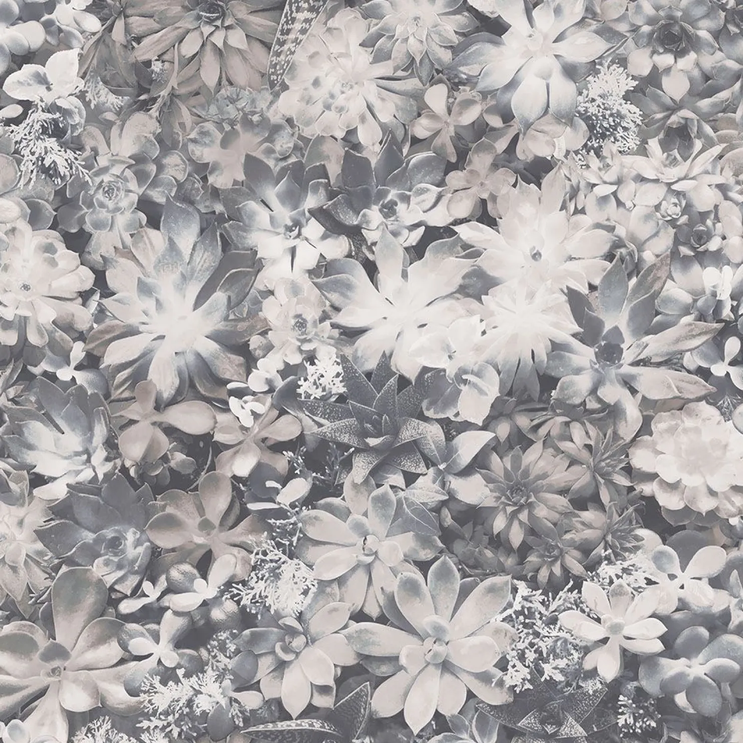 Tapetti Galerie Evergreen 7320-7322, kasvi