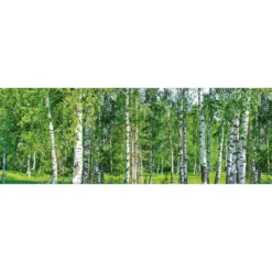 Välitilatarra Dimex Birch Grow 180-350x60cm